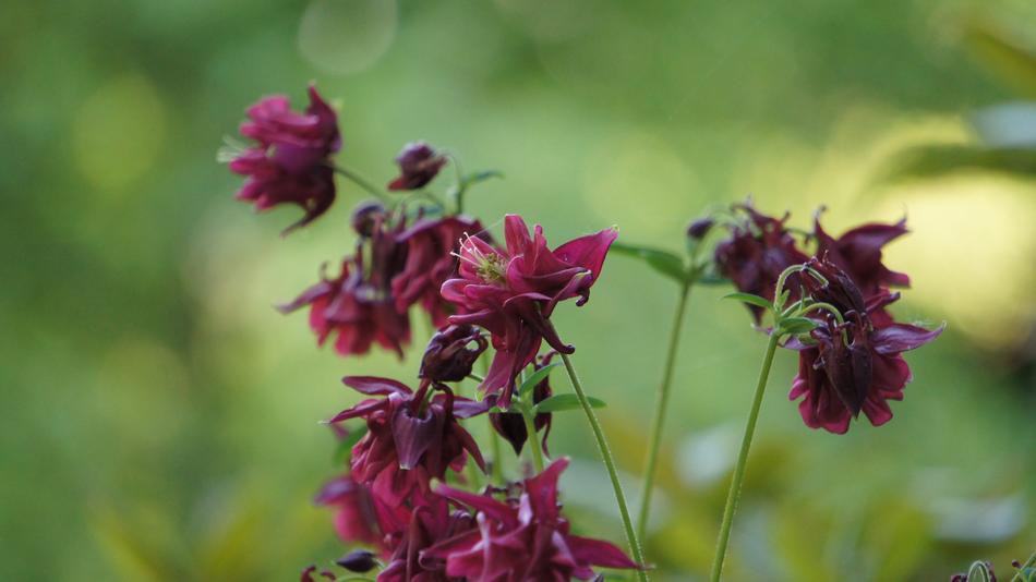 red many stem