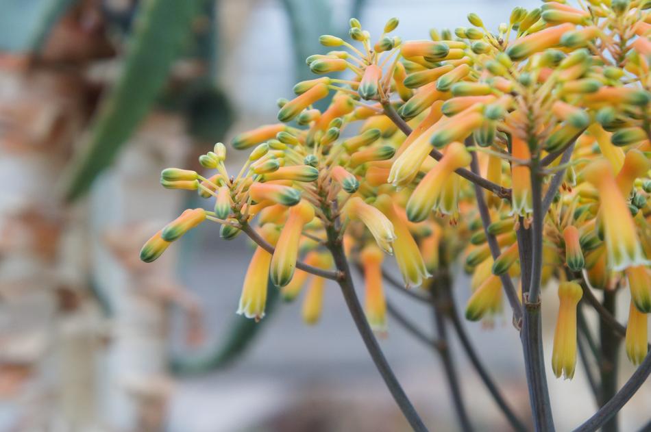 yellow bush spring