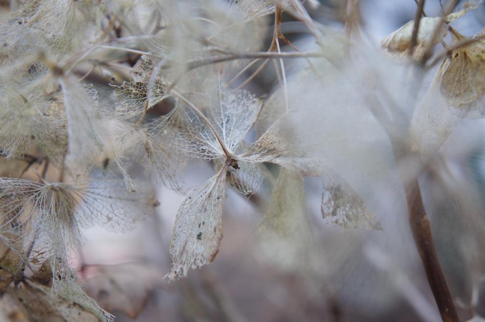 Nature Background Winter