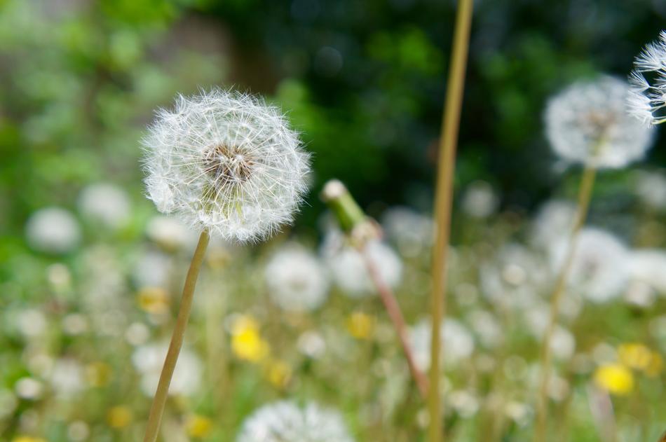 dandelions in green grass landscape