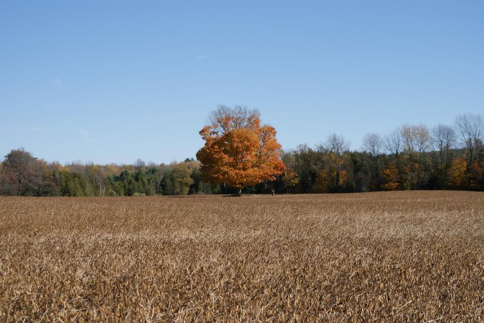 Autumn Nature Tree