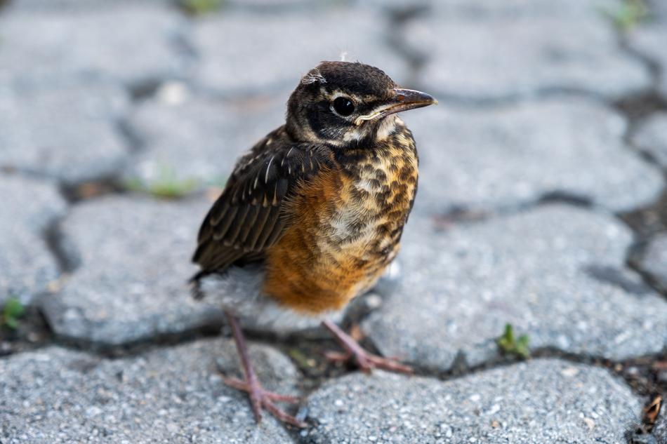 Thrush, young Bird on tile pavement