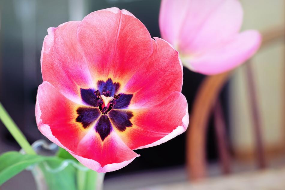 Tulip Pink Purple Center