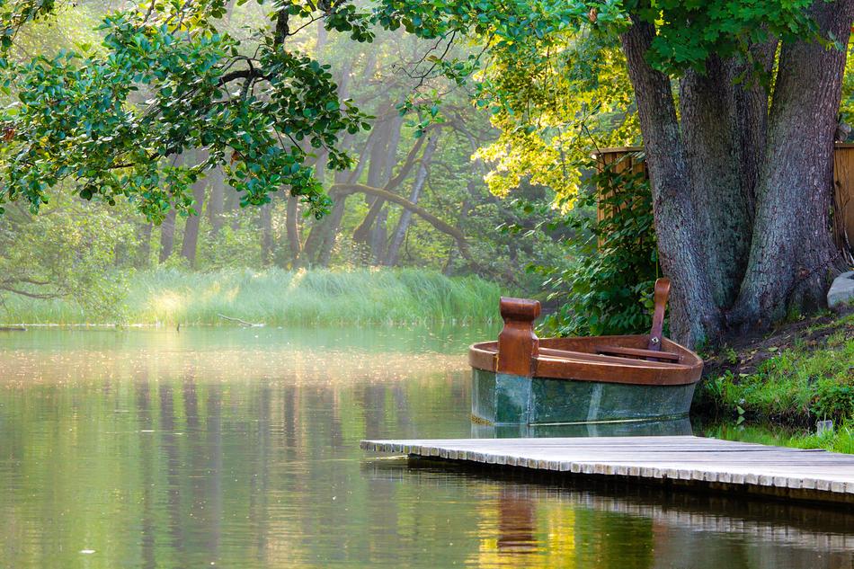 Nature Water Tree