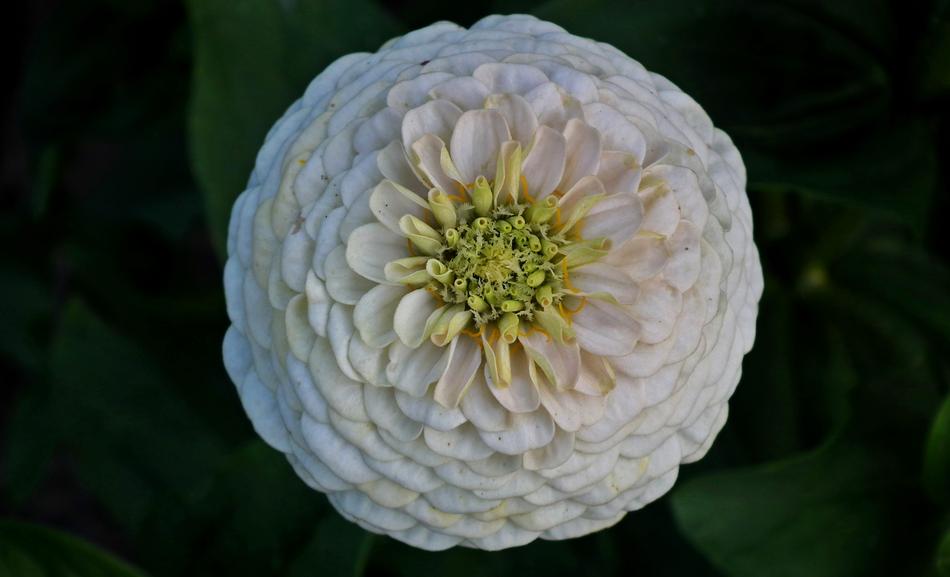 Flower Zinnia White
