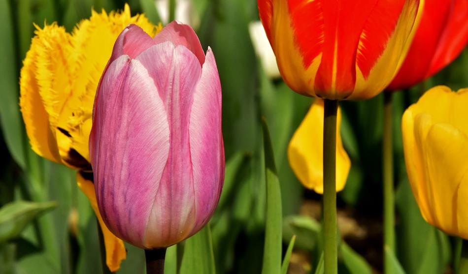 Tulips Flowers Colorful Spring