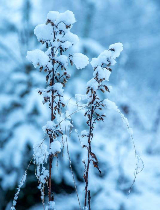 Winter Snow Caps