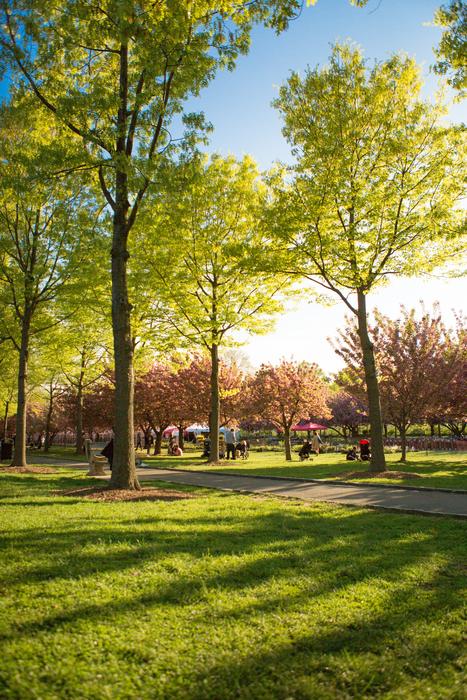 Park Nature Tree