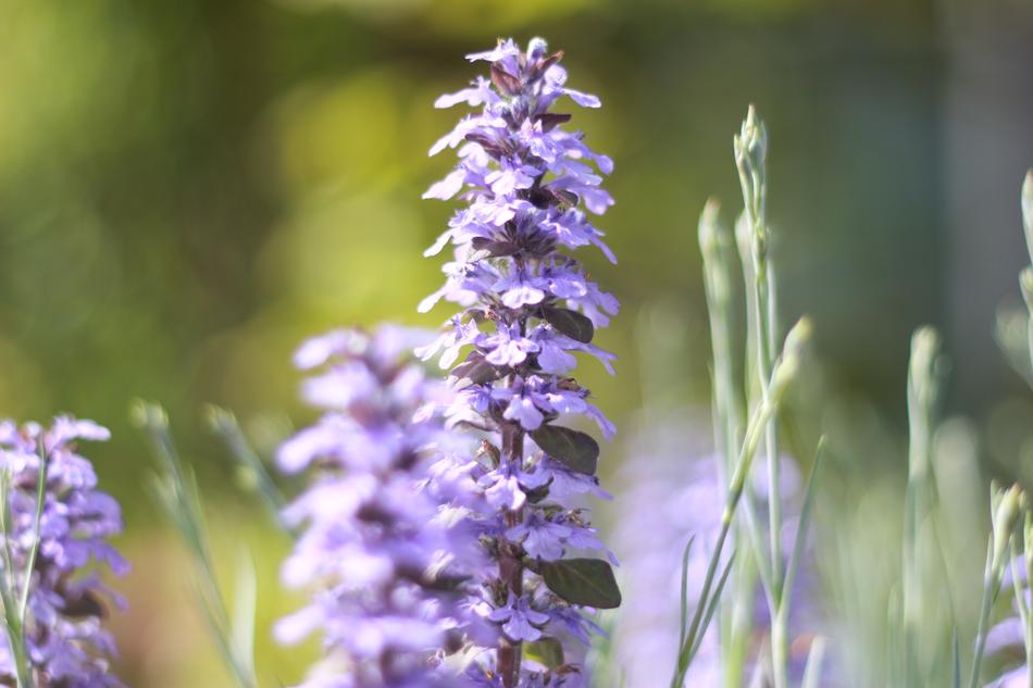 Flowers Landscape