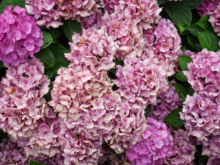 unusual pink flower garden