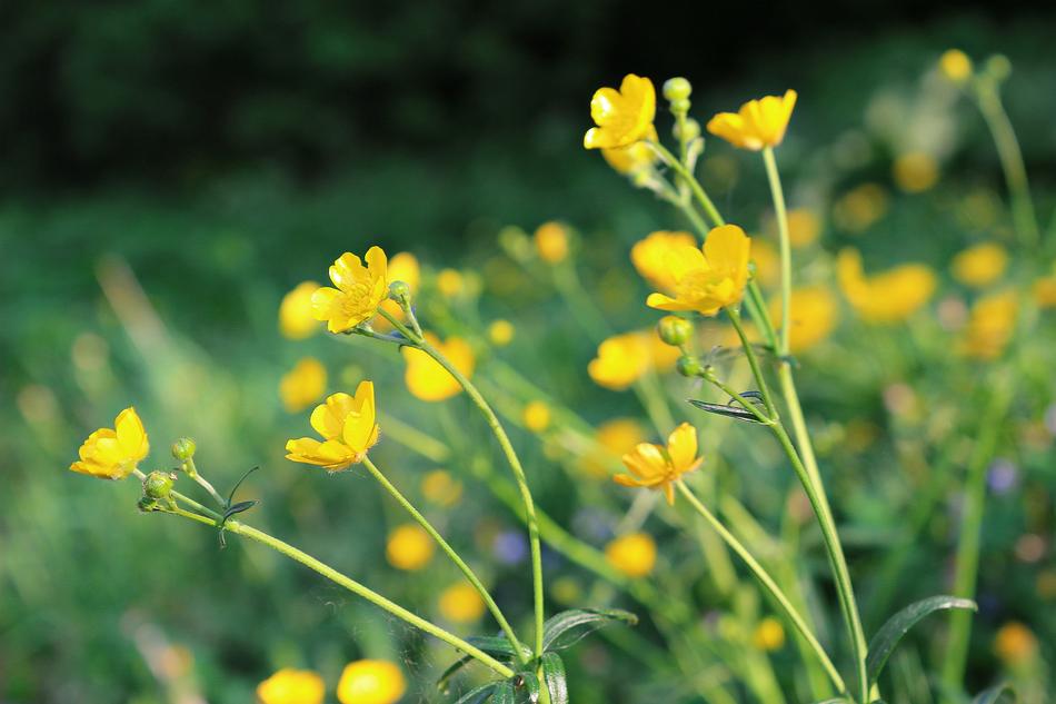 Yellow Grass Green