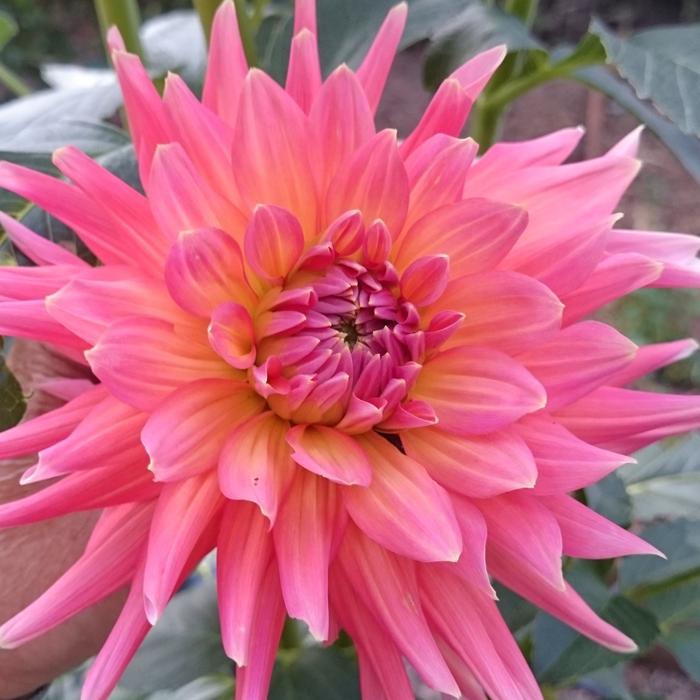 Flower Bright Pink Dahlia L