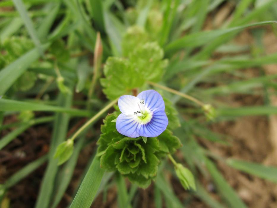Nature Plant Leaf