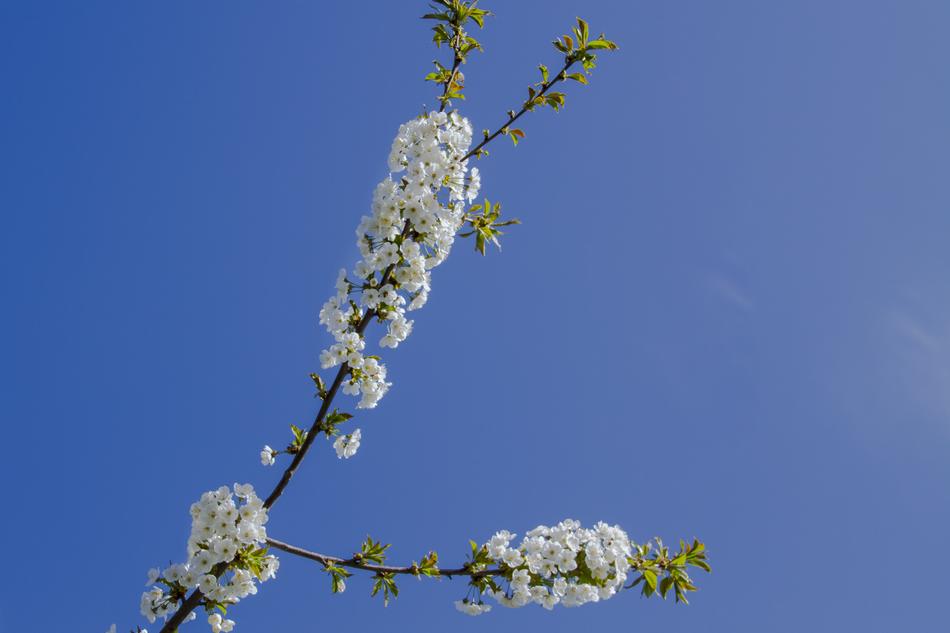 Cherry Blossom Bloom