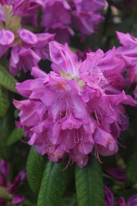 leaf pink stem