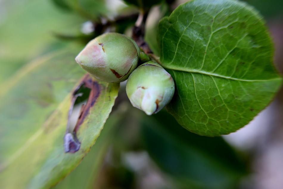Leaf Nature Plant