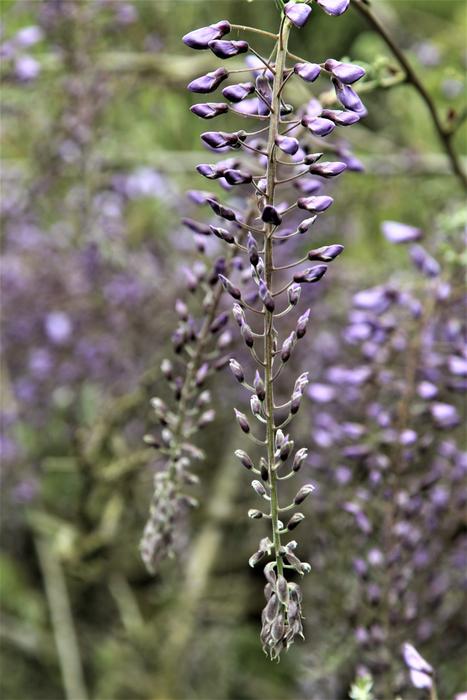 Wisteria Flower Bloom