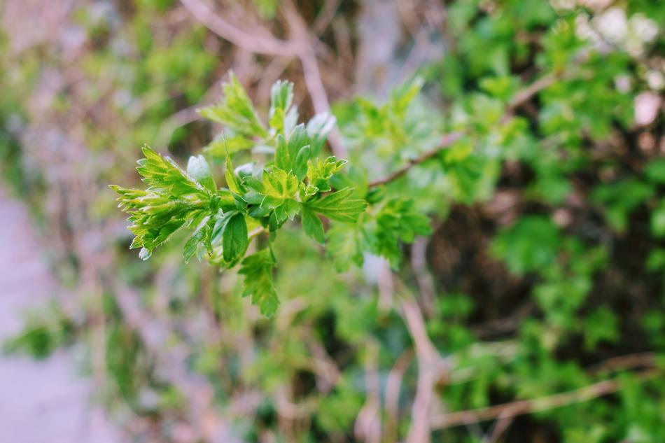 Plant Leaf Nature The