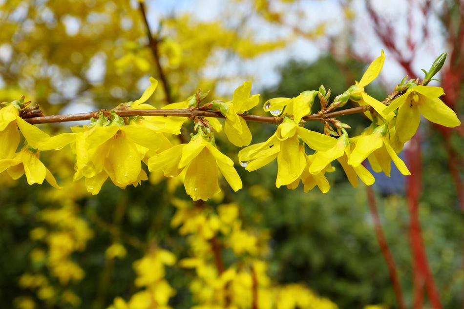 Nature Plant Tree