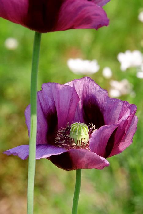 Flower Plant Nature
