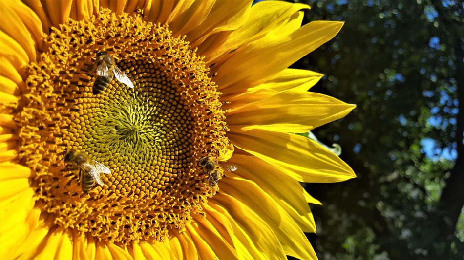 Sunflower Flower Nature