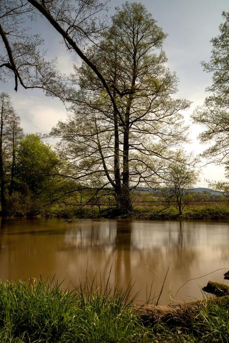 Nature Tree Landscape