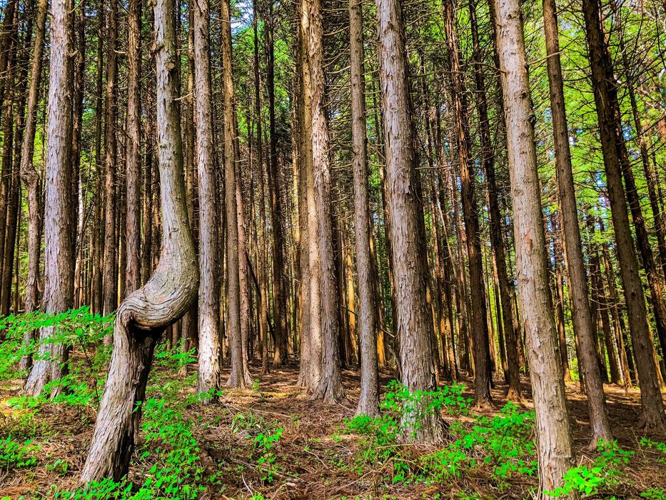 Woods Wood Natural