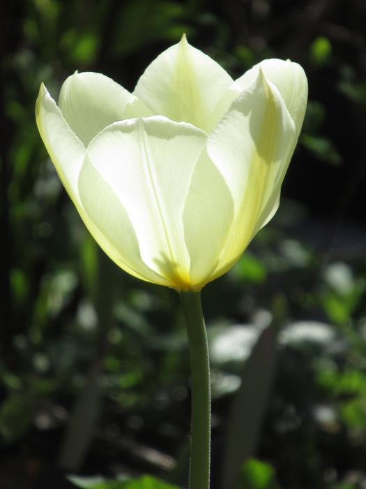 Nature Sunlight Flower