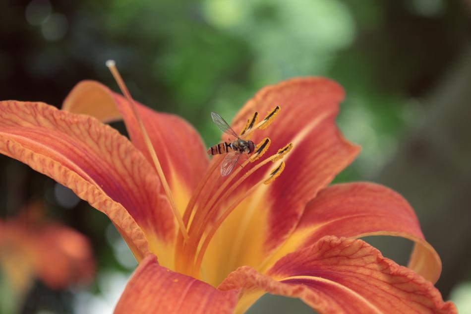 orange insect flying