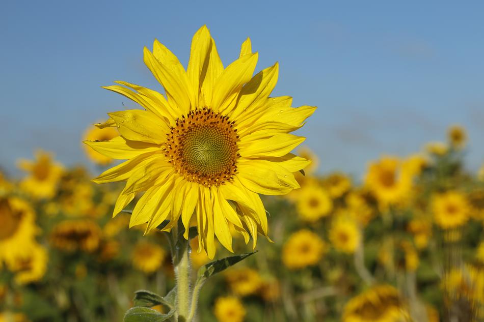 Sunflower Flower Nature