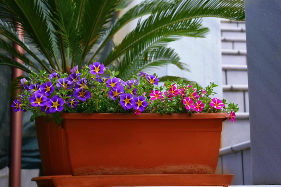 Flower Plant Garden