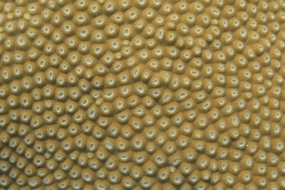 Coral Nature Reef
