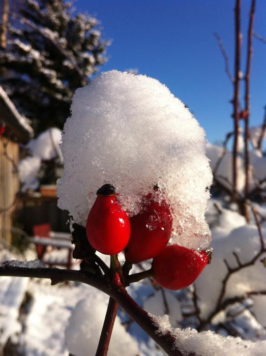 Winter Snow Frost