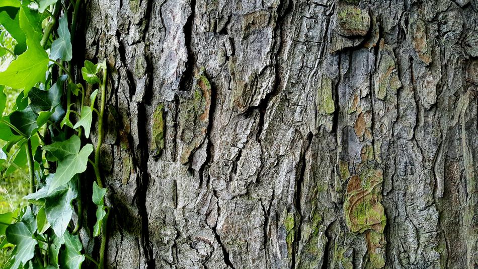 Tree Bark Ivy