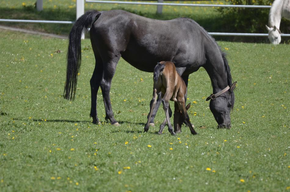 Thoroughbred Arabian Main And