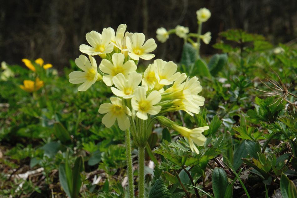 Flower Nature Plant