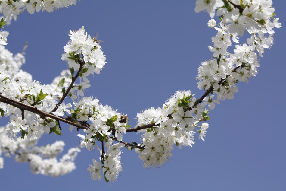 Cherry Wood Flower Branch