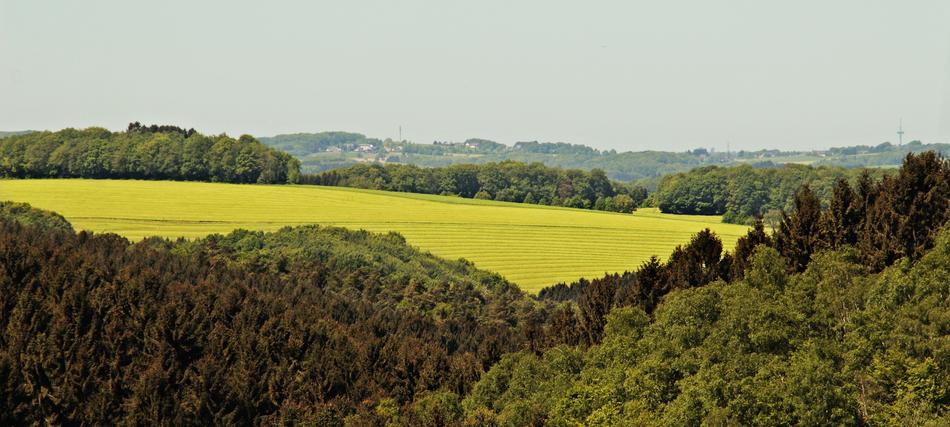 Landscape Forest Meadow