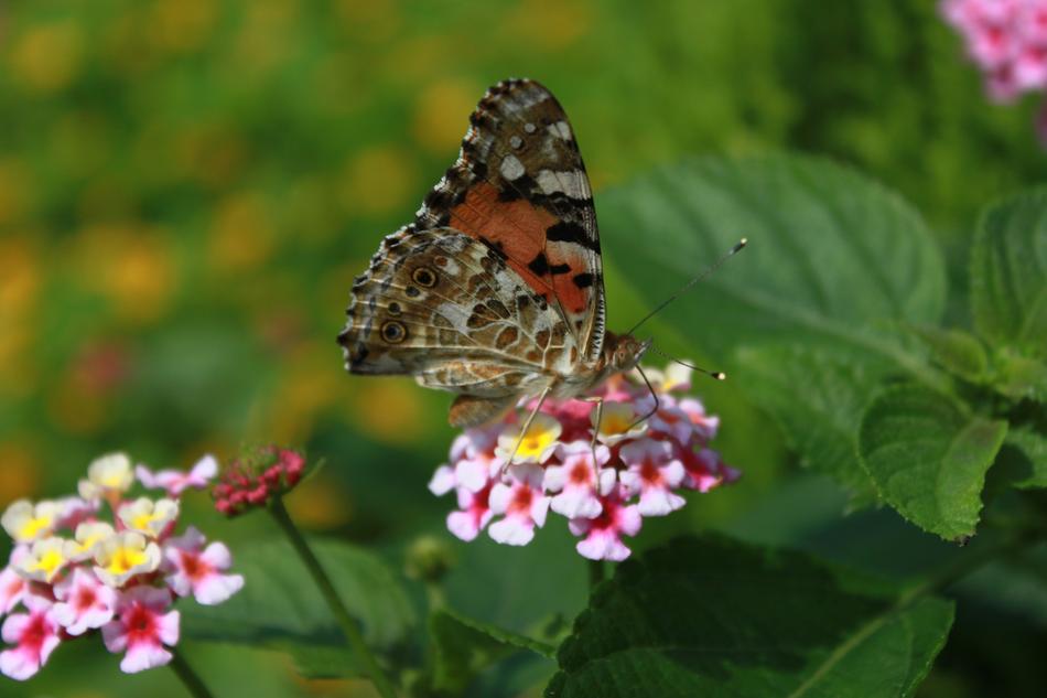 Flowers Butterfly Insects