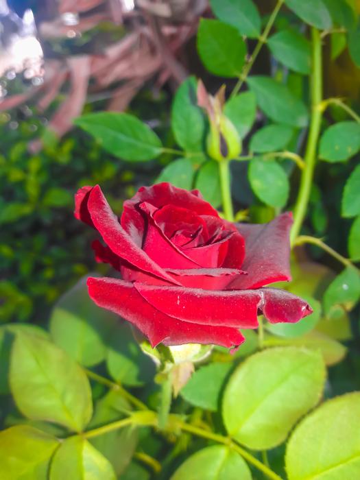 lady red rose