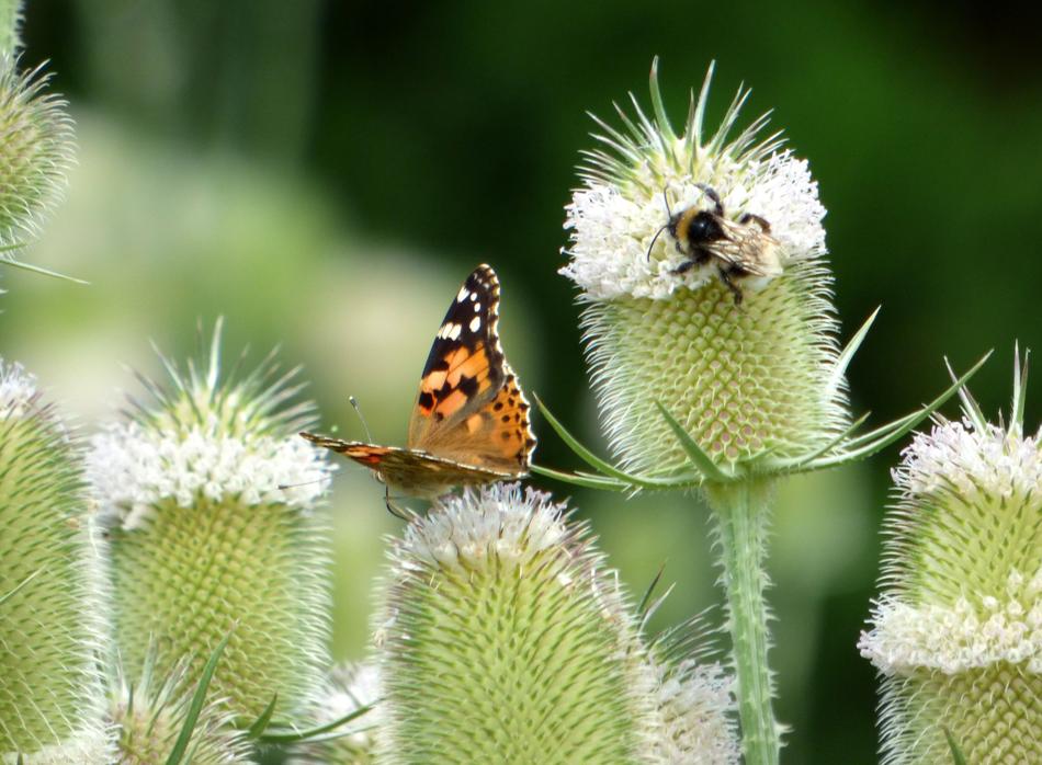 Butterfly Thistles Flower