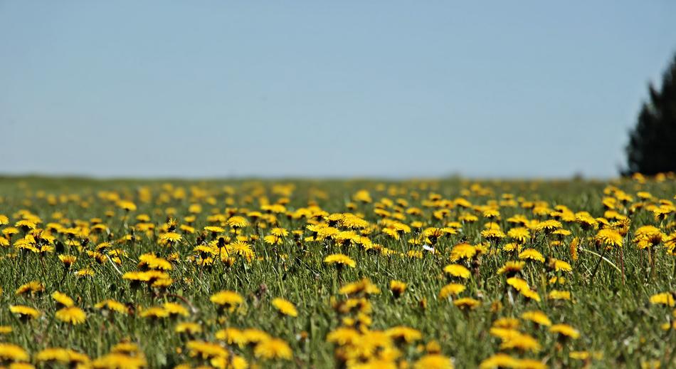 Dandelion Meadow