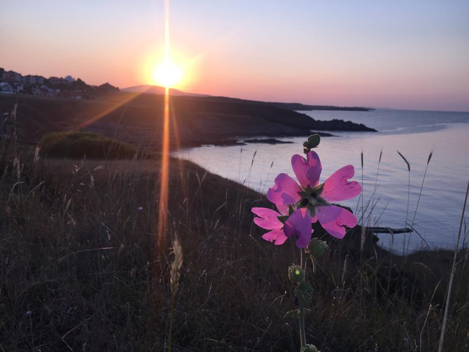 Sunset Flower Colors