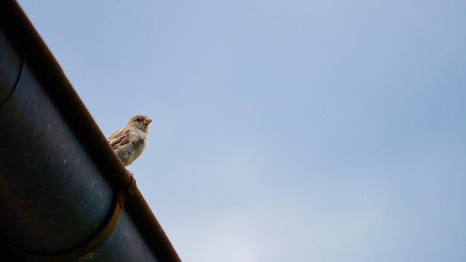 Nature Bird Sky Animal world