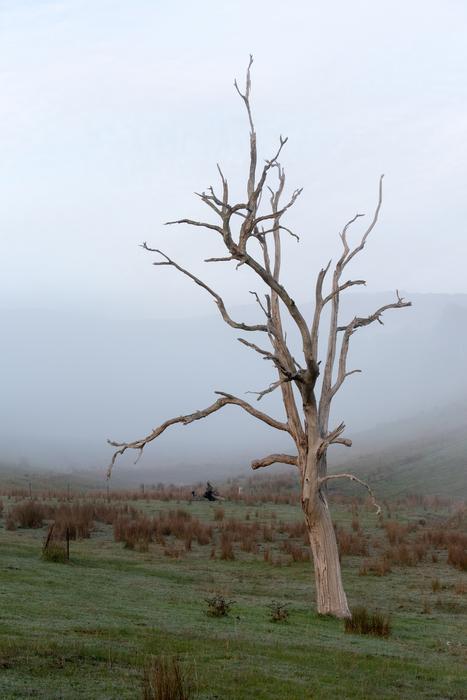 Tree Dead Nature