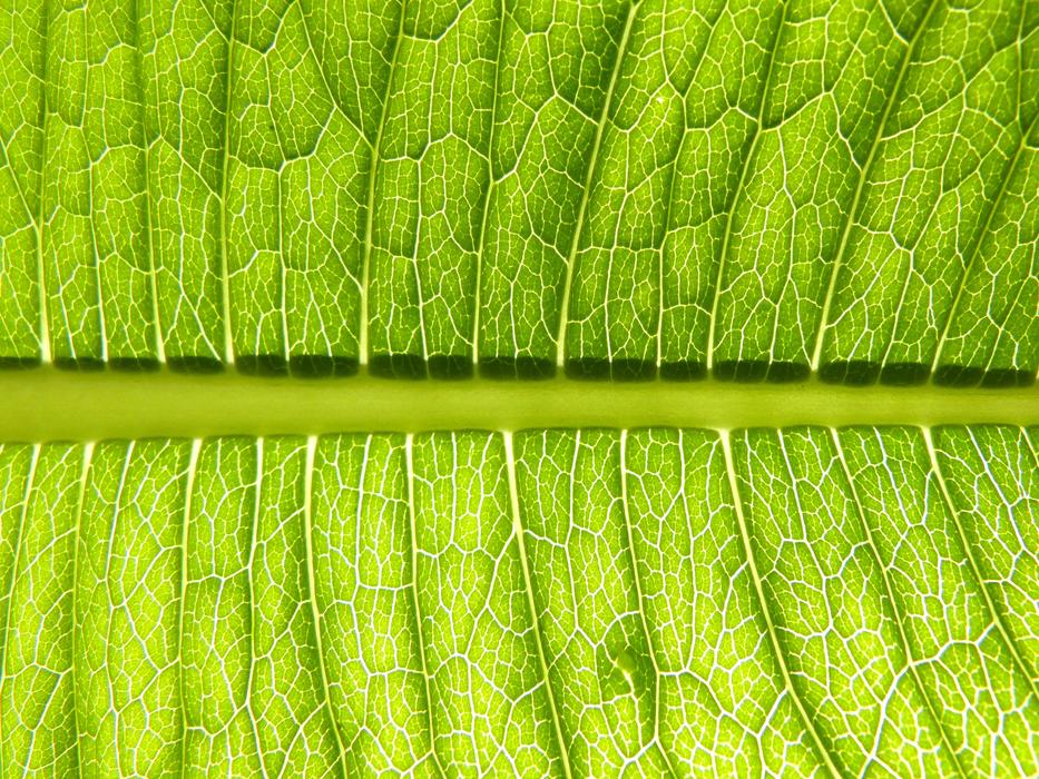 Leaf Plant Vein