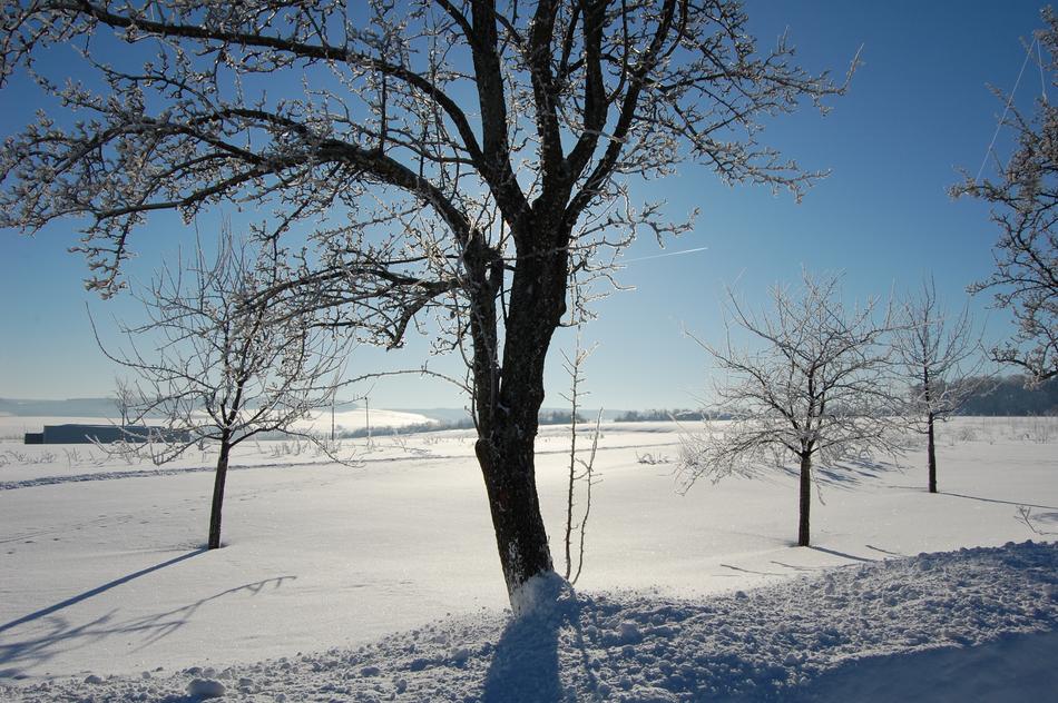 Winter Tree Snow