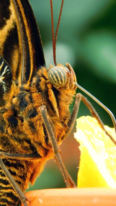 Nature Bug Plant