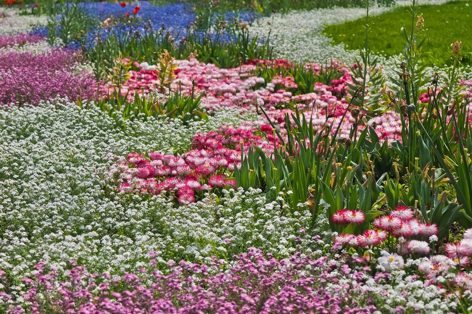 Flowers Flower Meadow Nature