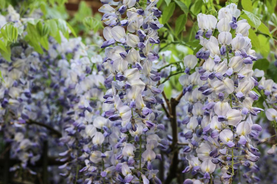 Glycine Climbing Purple Flowers